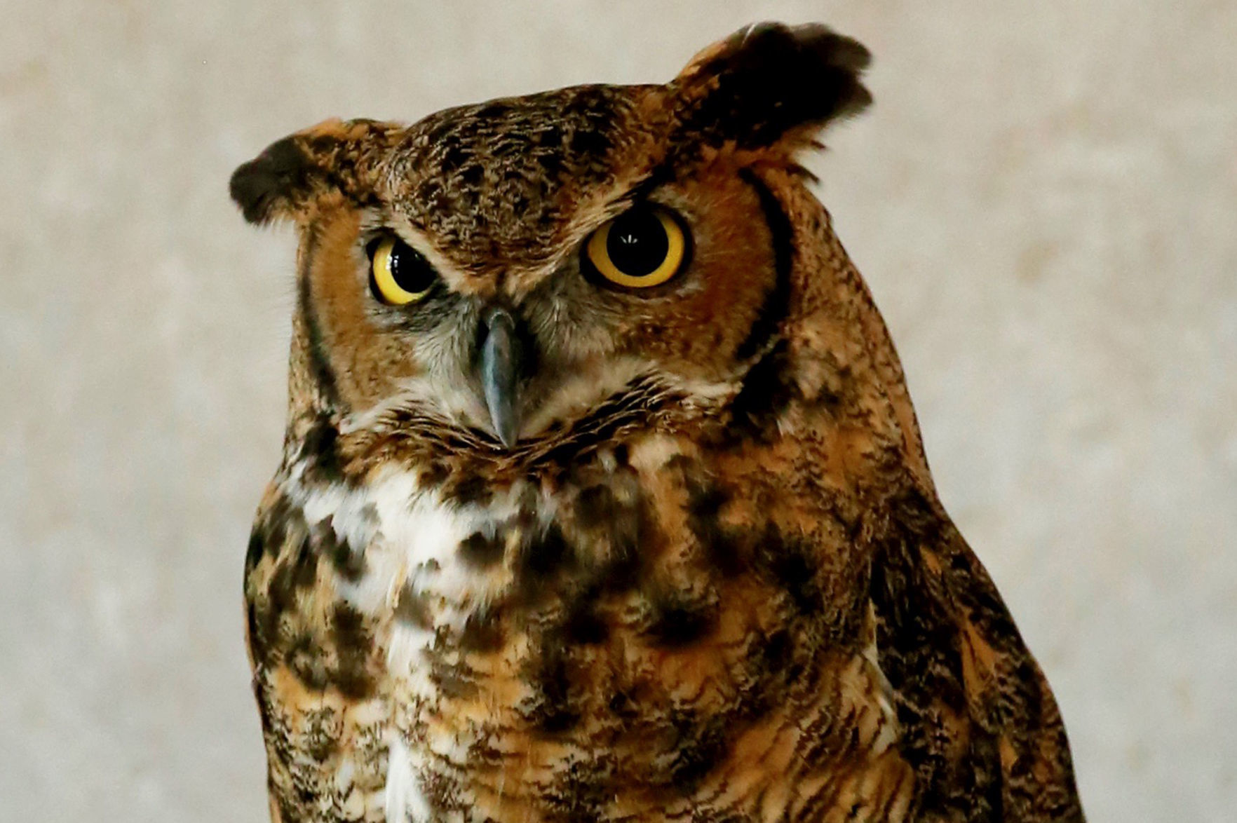 International Owl Awareness Day